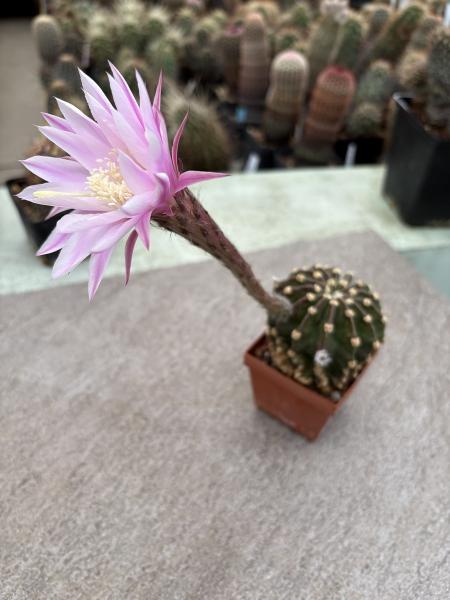 Echinopsis daydream